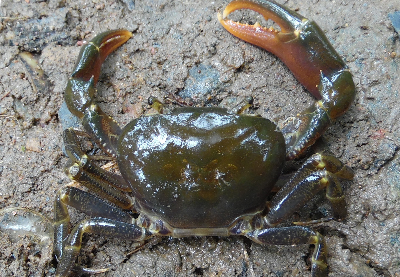 Close-up of crab from Sudanonautes genus