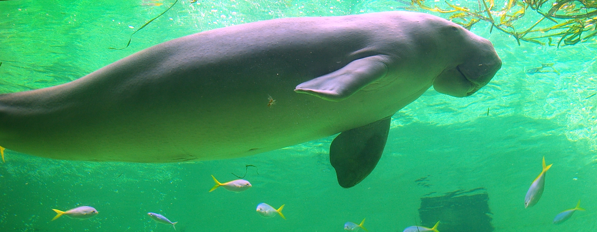 Working with fisherman to protect a gentle aquatic giant