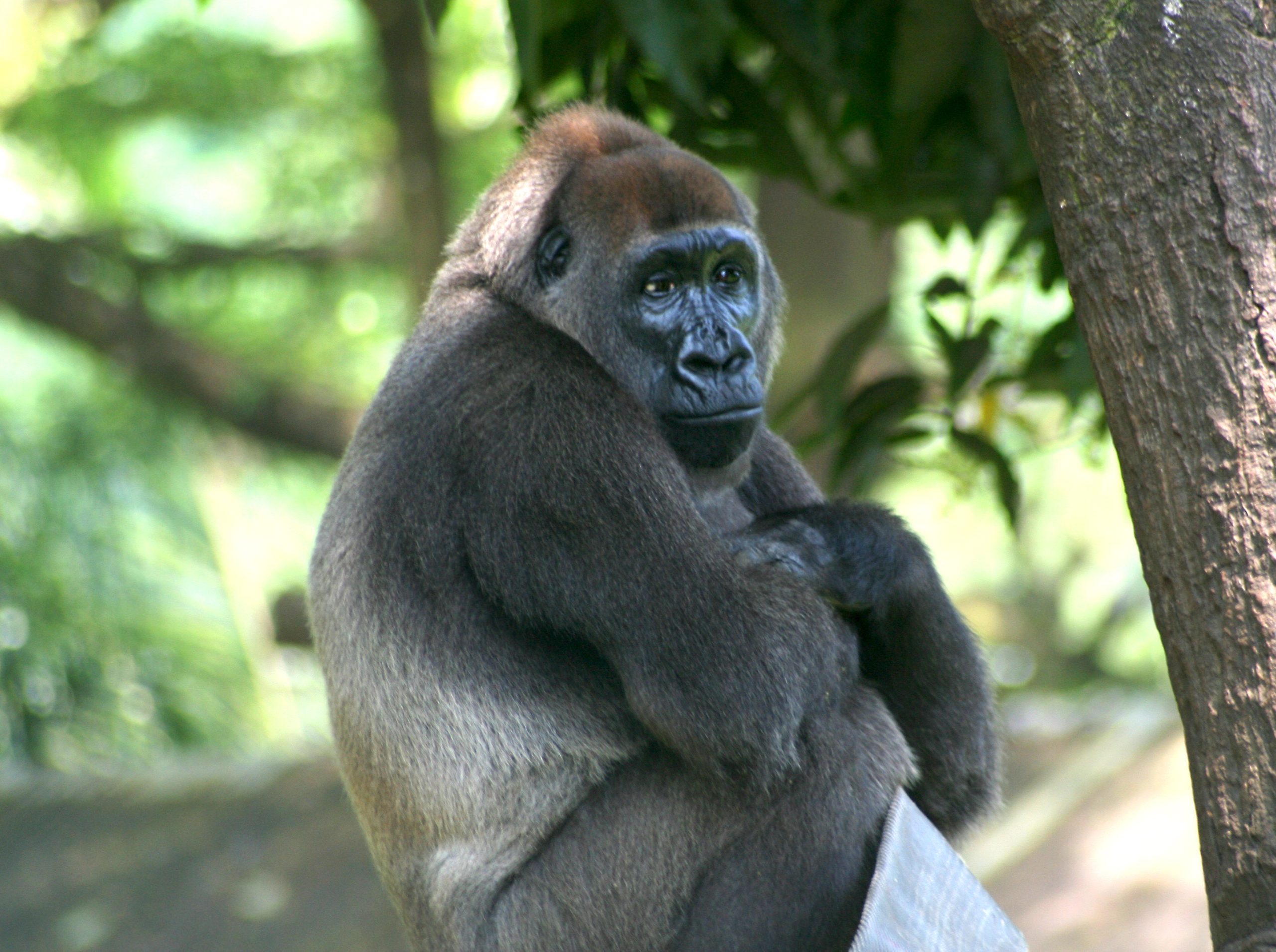 Farming, fragmentation and gorillas on the Cameroon-Nigeria border