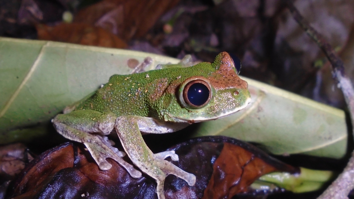 An amphibian sanctuary in Cameroon