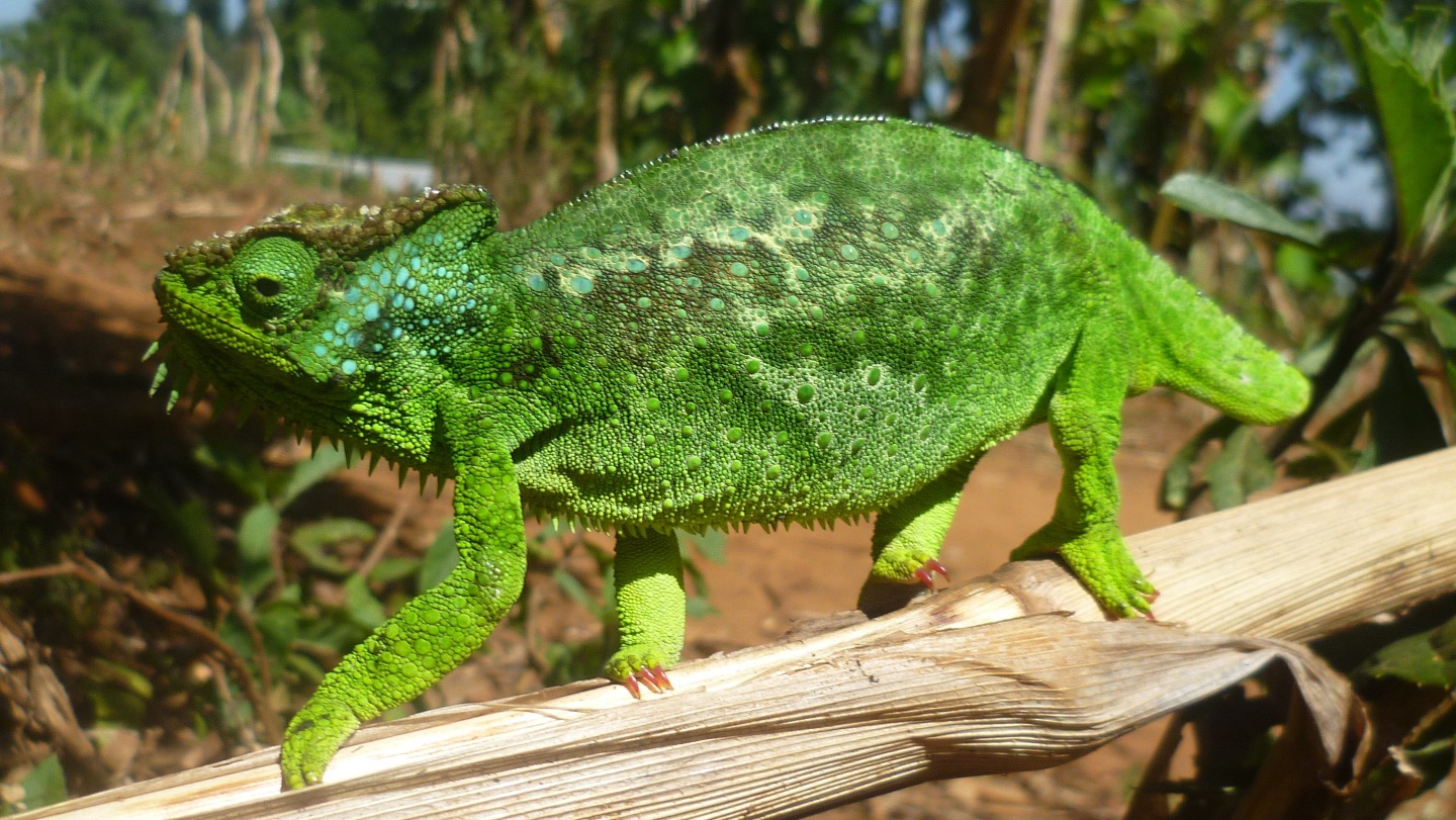 Getting to know Cameroon’s volcanic line chameleons