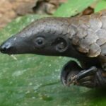 Pangolin